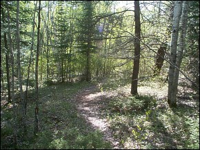 McGillivray Falls 
Hiking Trail